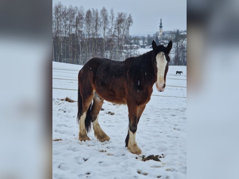 Shire Horse Wallach 3 Jahre 182 cm Brauner in Ried im Innkreis
