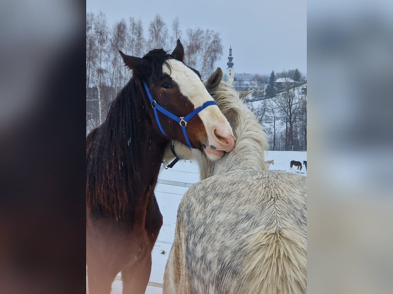 Shire Horse Wallach 3 Jahre 182 cm Brauner in Ried im Innkreis