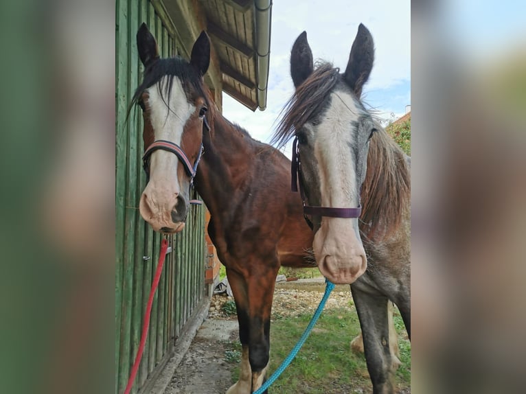 Shire Horse Wallach 3 Jahre 182 cm Brauner in Ried im Innkreis