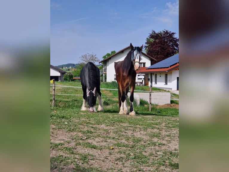 Shire Horse Wallach 3 Jahre 182 cm Brauner in Ried im Innkreis