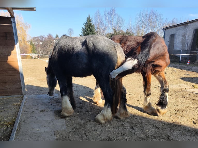 Shire Horse Wallach 3 Jahre 182 cm Brauner in Ried im Innkreis