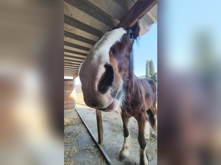Shire Horse Wallach 3 Jahre 182 cm Brauner in Ried im Innkreis