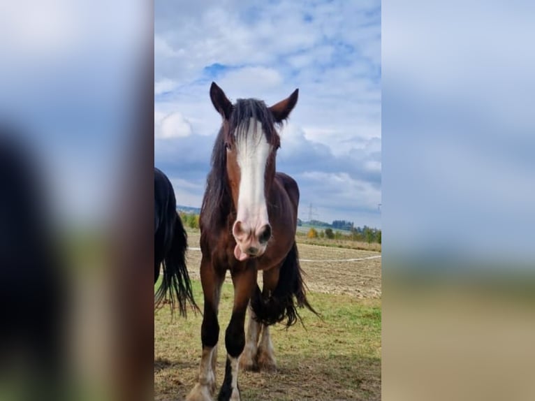 Shire Horse Wallach 3 Jahre 182 cm Brauner in Ried im Innkreis