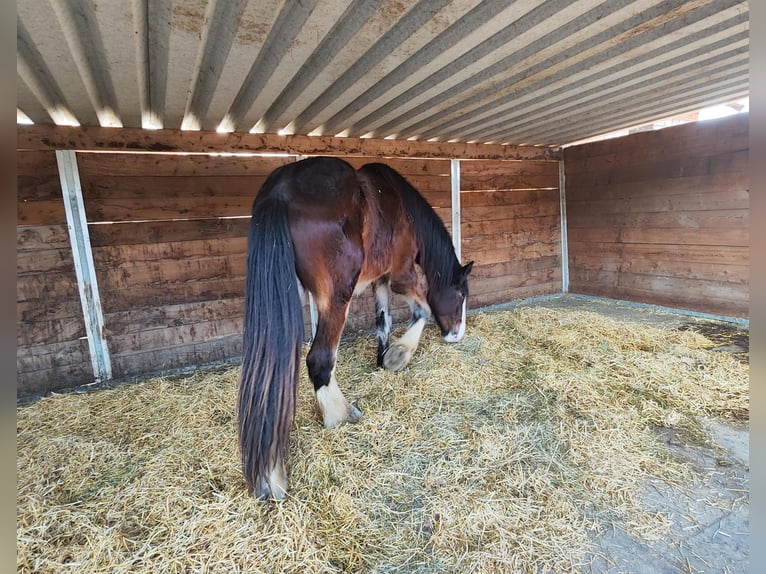 Shire Horse Wallach 3 Jahre 182 cm Brauner in Ried im Innkreis