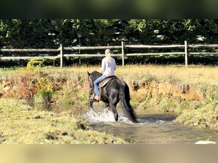 Shire Horse Mix Wallach 4 Jahre 168 cm Rappe in Gap