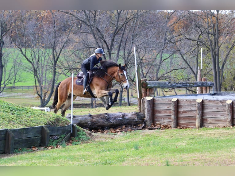 Shire Horse Mix Wallach 4 Jahre 168 cm Rappe in Gap