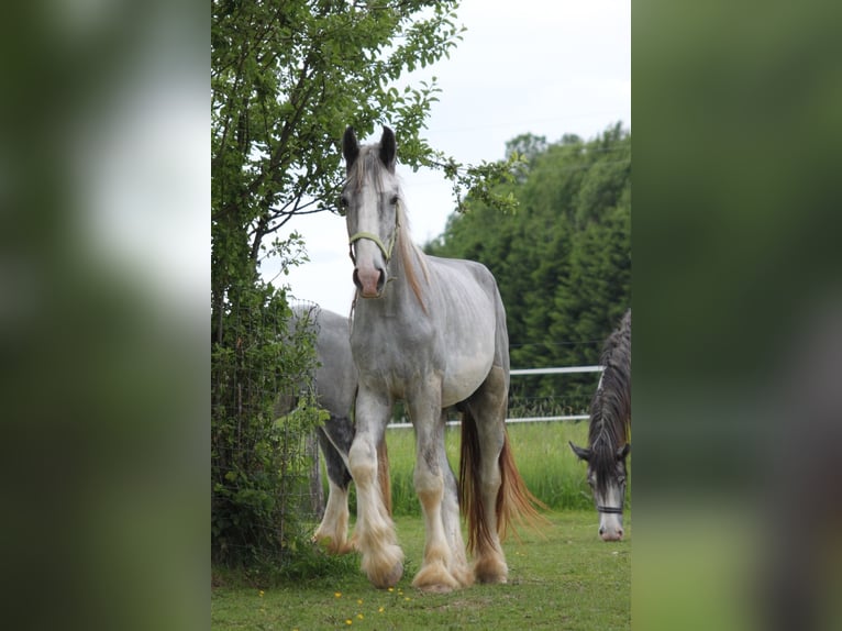 Shire Horse Wallach 4 Jahre 171 cm Kann Schimmel werden in Ried im Innkreis