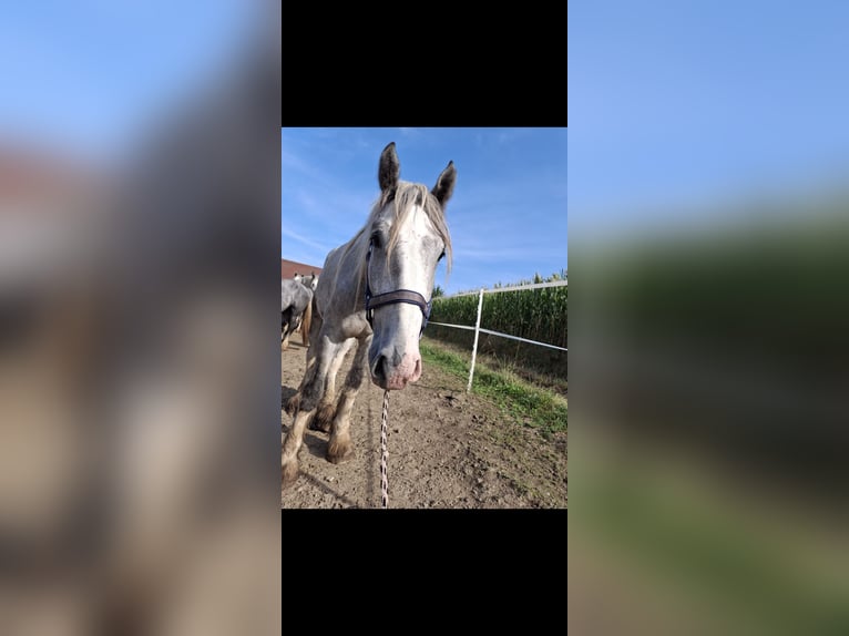 Shire Horse Wallach 4 Jahre 175 cm Schimmel in Freilassing
