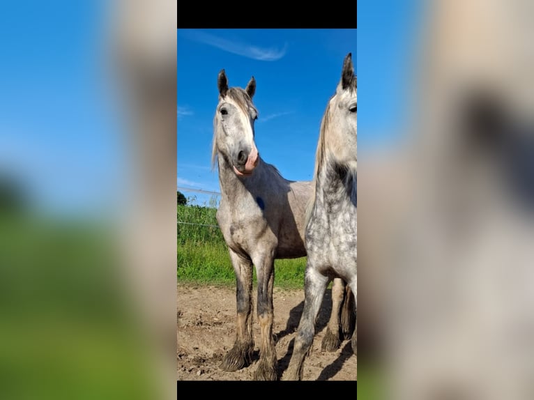 Shire Horse Wallach 4 Jahre 175 cm Schimmel in Freilassing