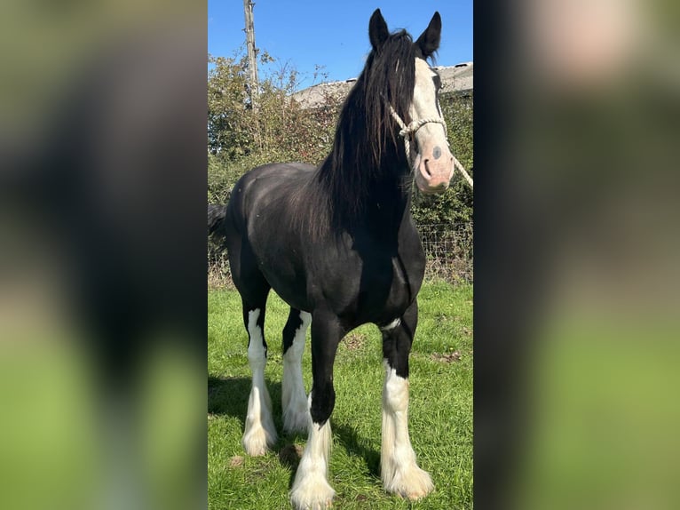 Shire Horse Wallach 4 Jahre Rappe in Tarporley