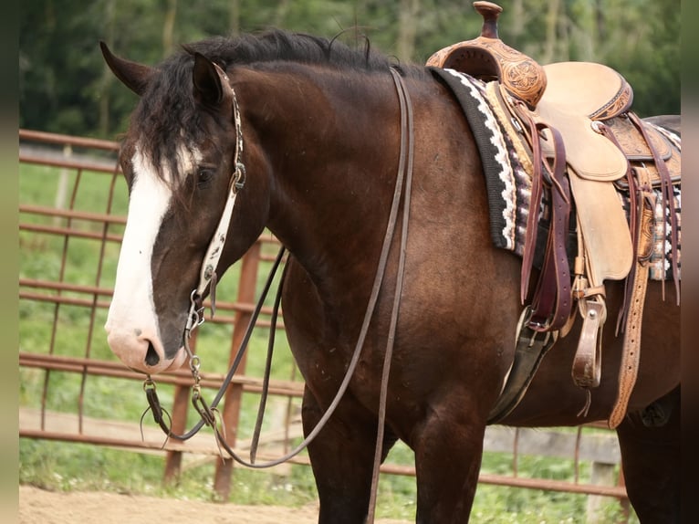 Shire Horse Mix Wallach 4 Jahre Rappe in Fresno