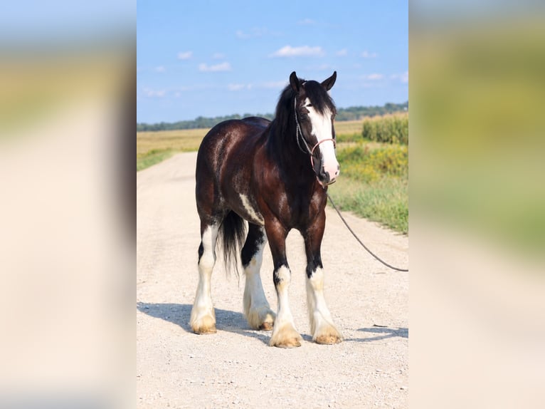 Shire Horse Mix Wallach 4 Jahre Rappe in Independence
