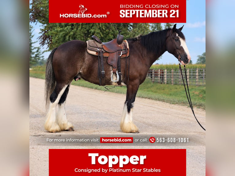 Shire Horse Mix Wallach 4 Jahre Rappe in Independence