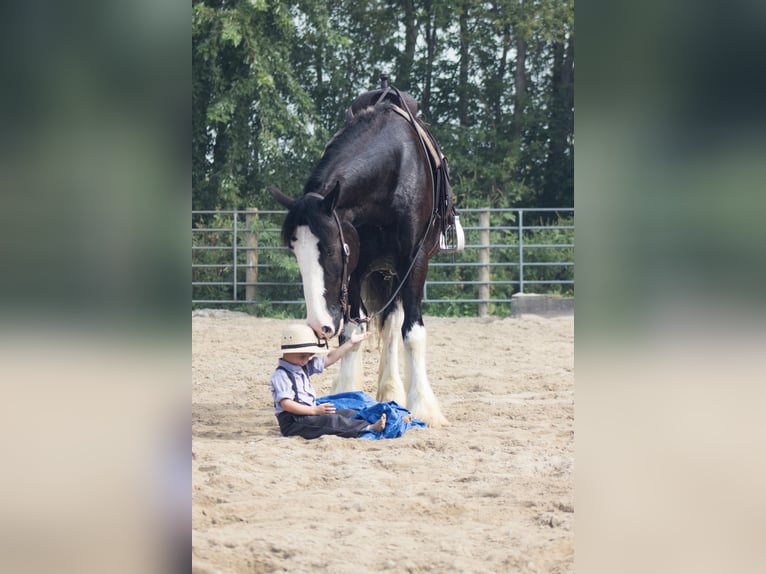 Shire Horse Mix Wallach 4 Jahre Rappe in Independence