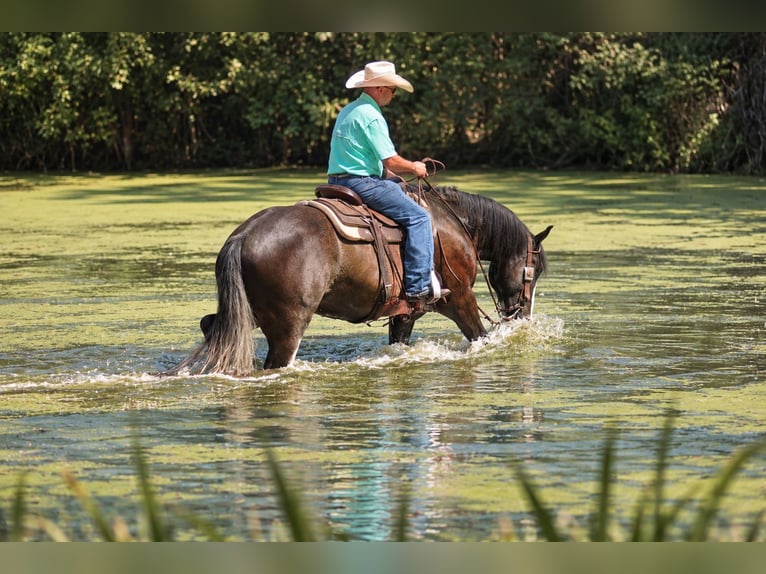 Shire Horse Mix Wallach 4 Jahre Rappe in Independence