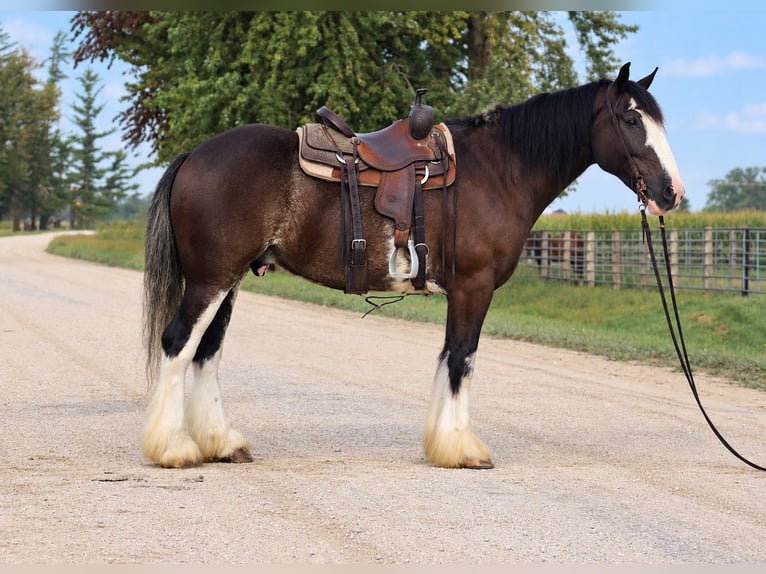 Shire Horse Mix Wallach 4 Jahre Rappe in Independence