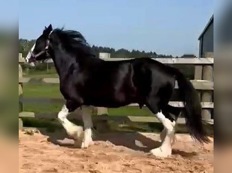 Shire Horse Wallach 4 Jahre in whitegate