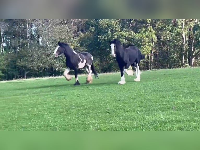 Shire Horse Wallach 4 Jahre in whitchurch
