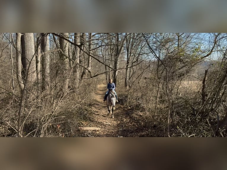 Shire Horse Mix Wallach 5 Jahre 163 cm Schimmel in Gap