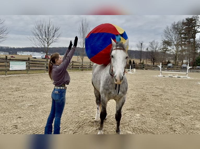 Shire Horse Mix Wallach 5 Jahre 163 cm Schimmel in Gap