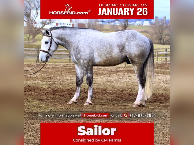 Shire Horse Mix Wallach 5 Jahre 163 cm Schimmel in Gap