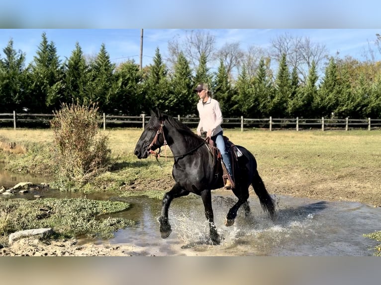 Shire Horse Mix Wallach 5 Jahre 168 cm Rappe in Gap