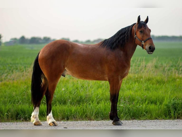 Shire Horse Mix Wallach 5 Jahre 168 cm Rotbrauner in Cambridge, IA