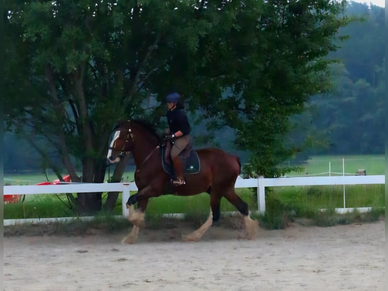 Shire Horse Wallach 5 Jahre 171 cm Hellbrauner in Bissingen an der Teck