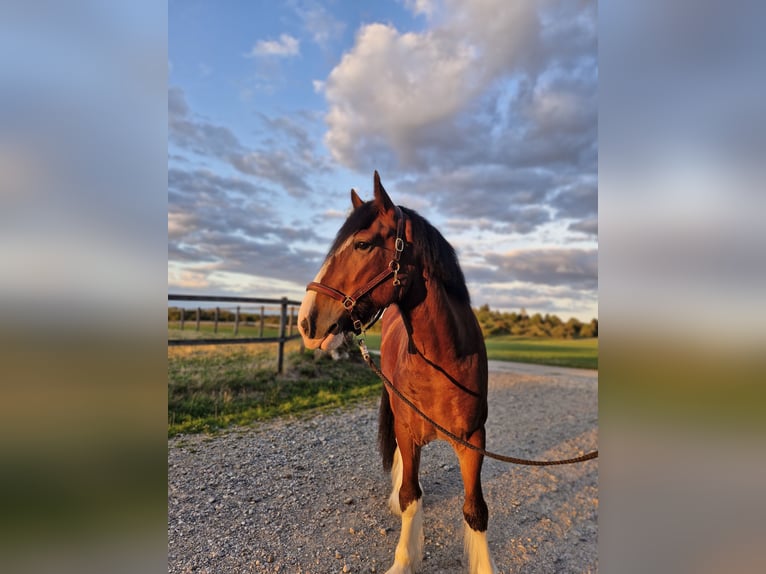 Shire Horse Wallach 5 Jahre 171 cm Hellbrauner in Bissingen an der Teck