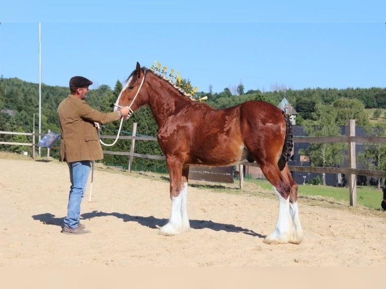 Shire Horse Wallach 5 Jahre 171 cm Hellbrauner in Bissingen an der Teck