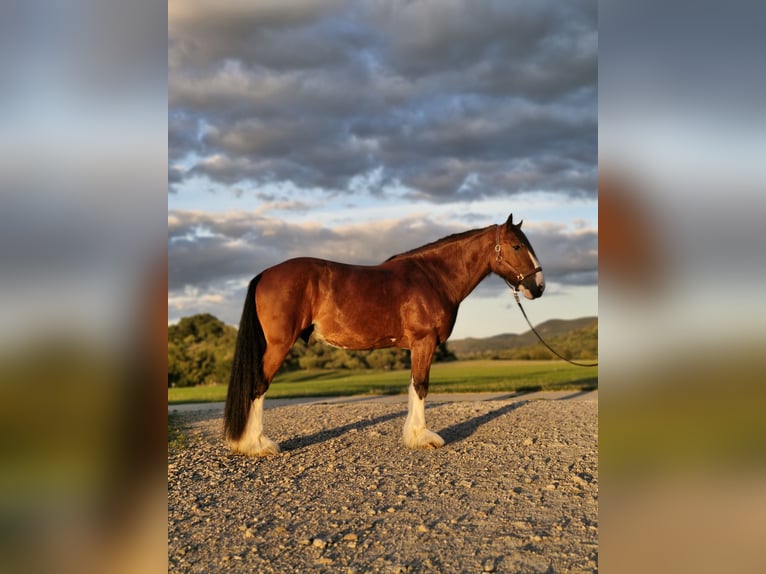 Shire Horse Wallach 5 Jahre 171 cm Hellbrauner in Bissingen an der Teck