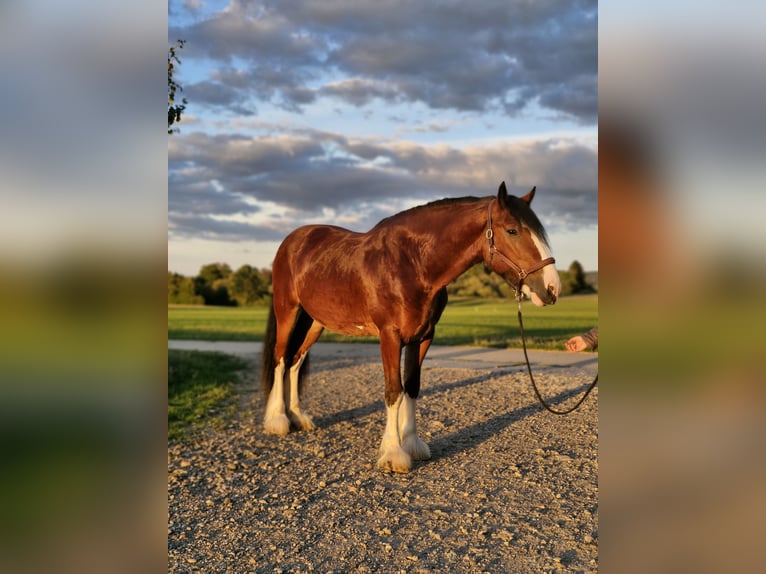 Shire Horse Wallach 5 Jahre 171 cm Hellbrauner in Bissingen an der Teck