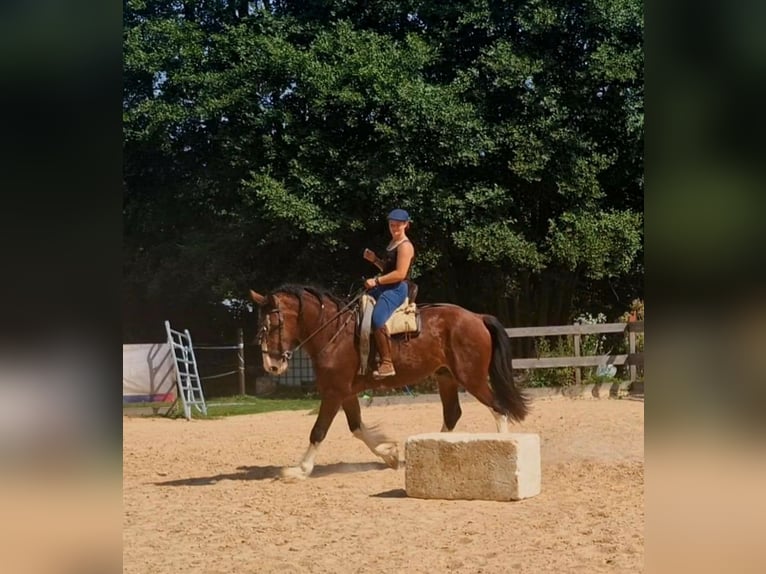 Shire Horse Wallach 5 Jahre 171 cm Hellbrauner in Bissingen an der Teck