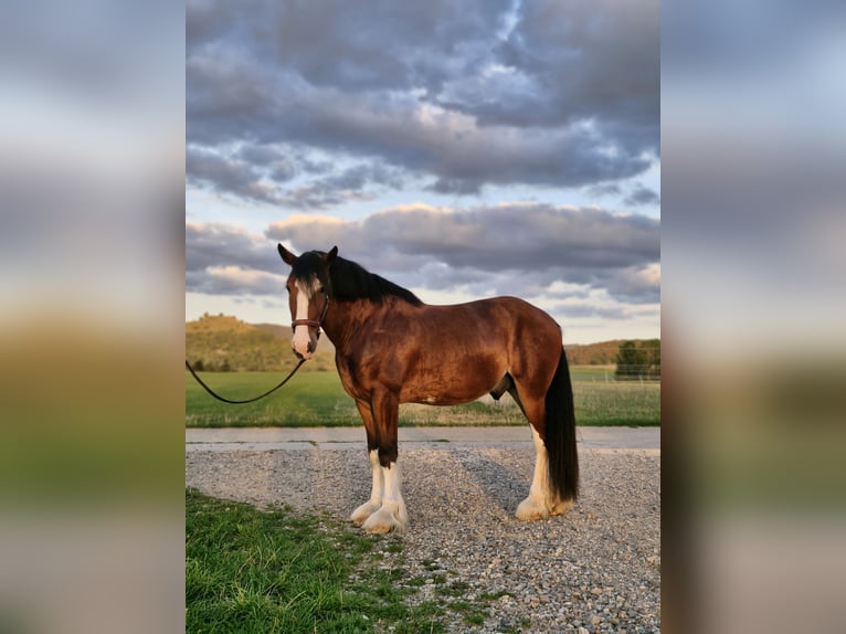 Shire Horse Wallach 5 Jahre 171 cm Hellbrauner in Bissingen an der Teck