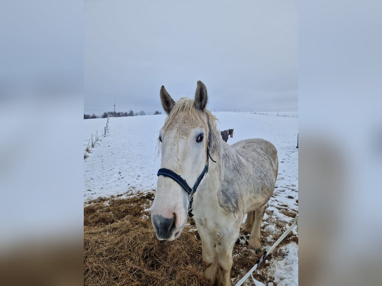 Shire Horse Wallach 5 Jahre 175 cm Schimmel in Polsenz Shire Horse Wallach 5 Jahre 175 cm Schimmel in Polsenz