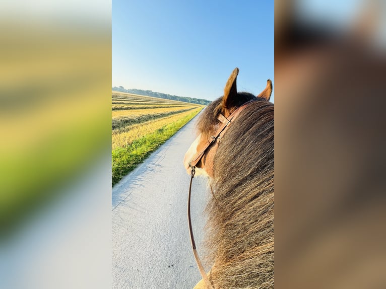 Shire Horse Wallach 5 Jahre 182 cm Schecke in Neuss