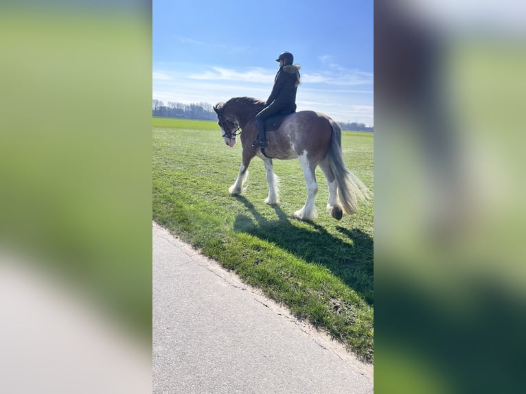 Shire Horse Wallach 5 Jahre 184 cm Brauner in Neuss