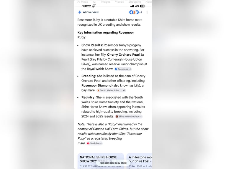 Shire Horse Mix Wallach 5 Jahre 185 cm Rotbrauner in Stockton on tees