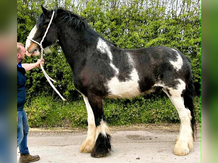 Shire Horse Wallach 5 Jahre  in marbury