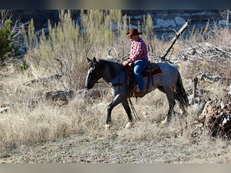Shire Horse Wallach 5 Jahre Roan-Blue in Stephenville TX