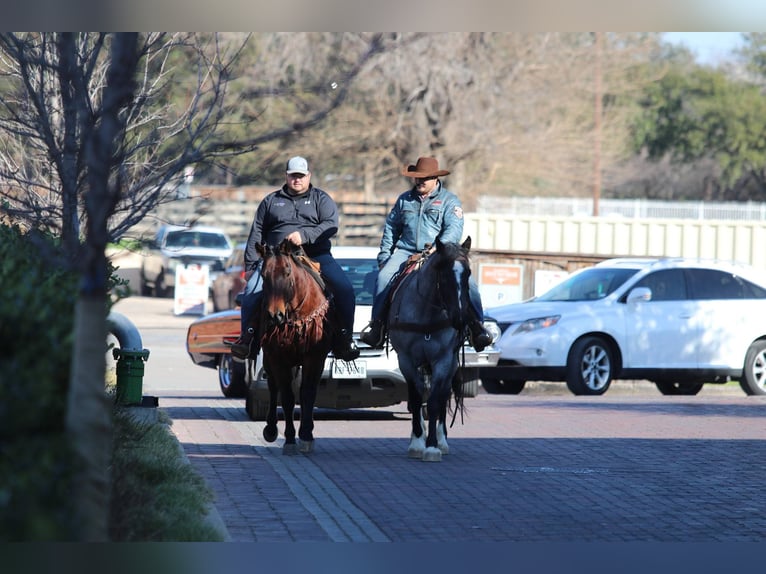 Shire Horse Wallach 5 Jahre Roan-Blue in Stephenville TX