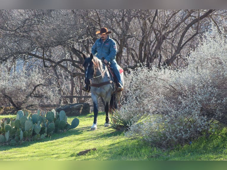 Shire Horse Wallach 5 Jahre Roan-Blue in Stephenville TX