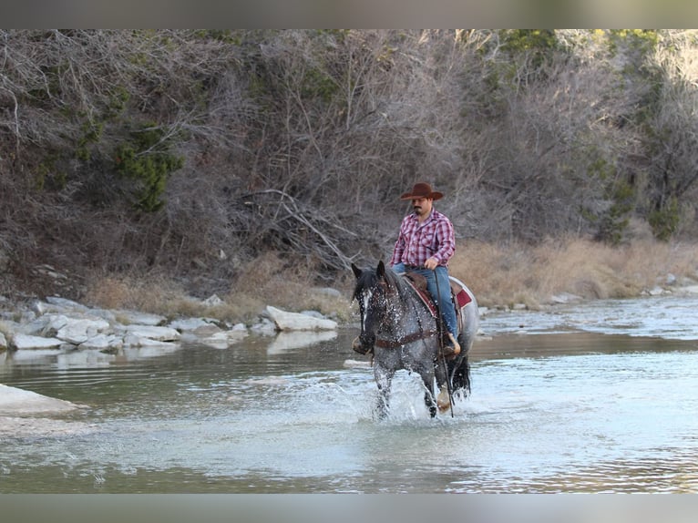 Shire Horse Wallach 5 Jahre Roan-Blue in Stephenville TX