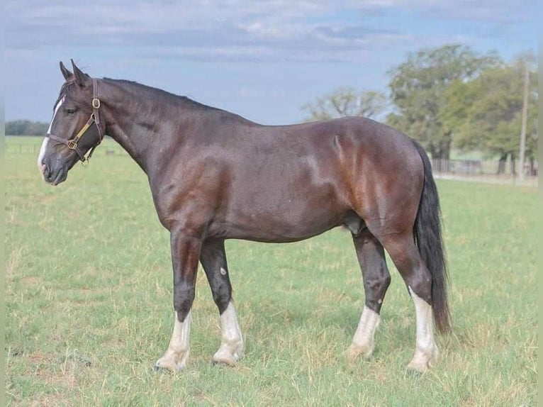 Shire Horse Mix Wallach 6 Jahre 163 cm Rappe in Millsap, TX