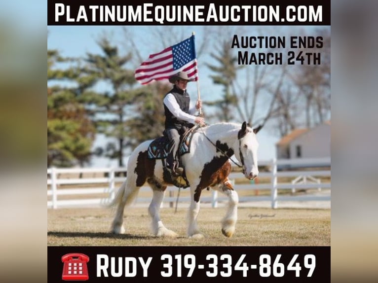 Shire Horse Wallach 6 Jahre 168 cm Tobiano-alle-Farben in Independence IA