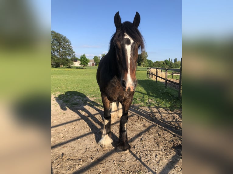 Shire Horse Wallach 6 Jahre 174 cm Brauner in Haselau