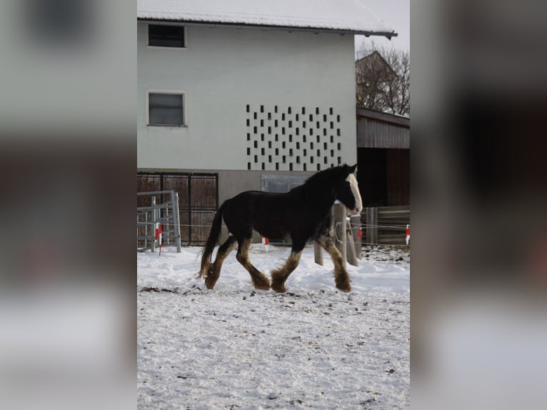 Shire Horse Wallach 6 Jahre 175 cm Rappe in Bad Füssing