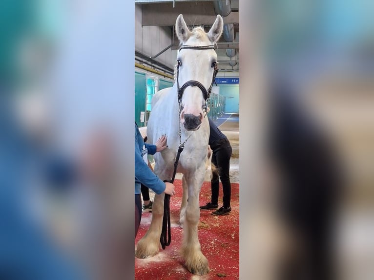 Shire Horse Wallach 6 Jahre 175 cm Schimmel in Eferding