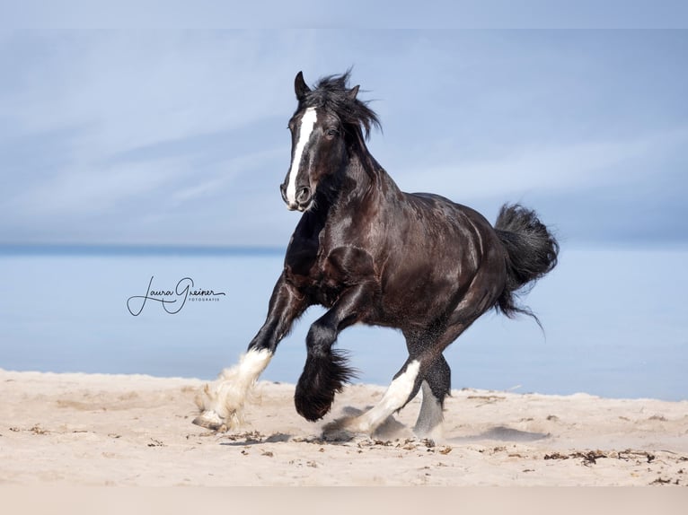 Shire Horse Wallach 6 Jahre 176 cm Rappe in Latendorf