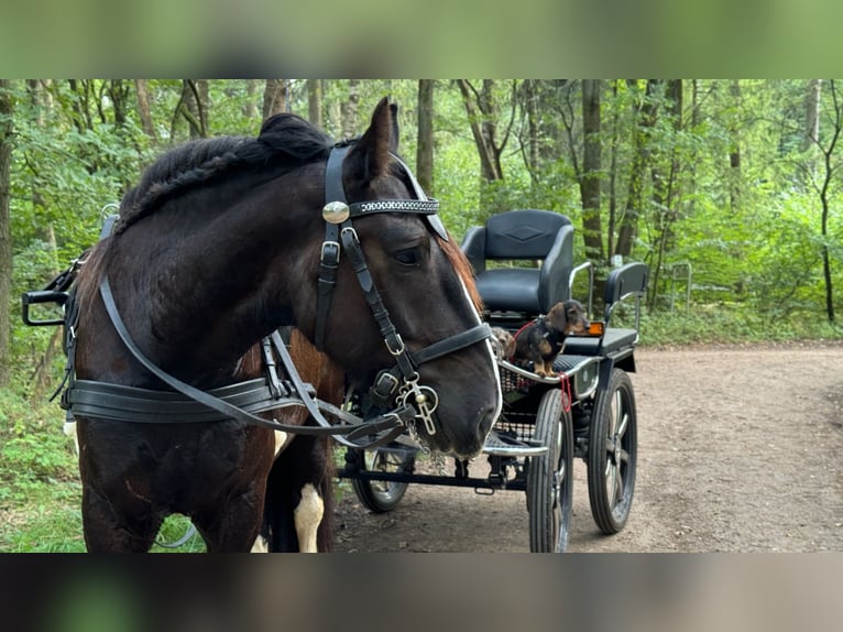 Shire Horse Wallach 6 Jahre 176 cm Rappe in Latendorf
